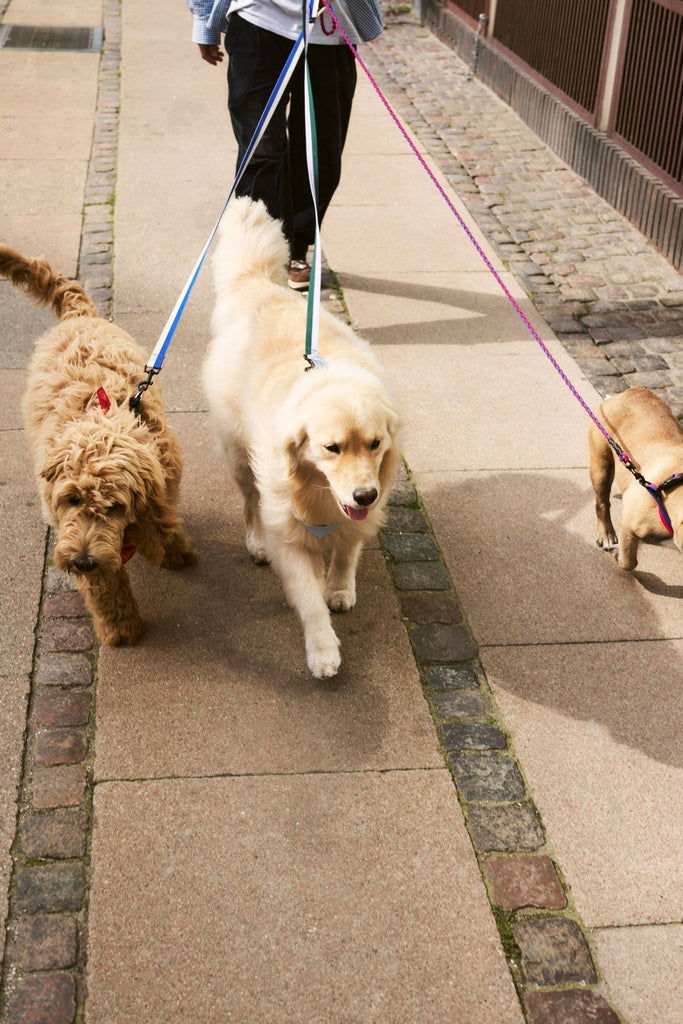 HAY Dogs Leash HAY