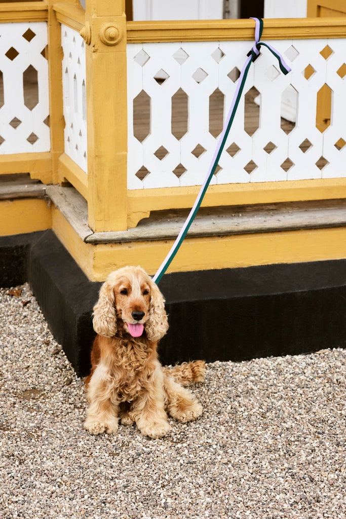 HAY Dogs Leash HAY